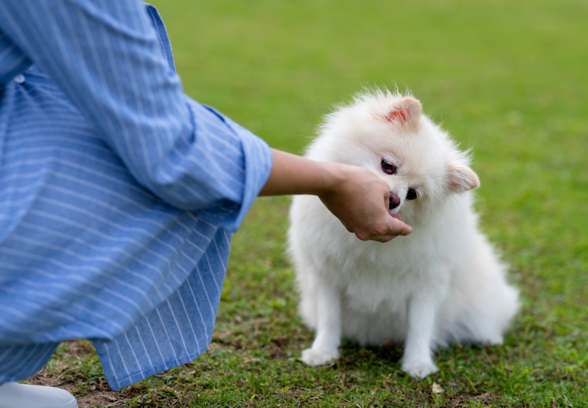 Hond eet fruit