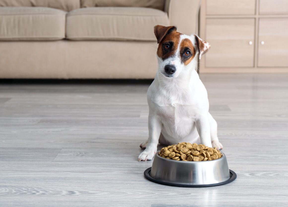 Wanneer en hoe vaak moet je een hond eten geven?