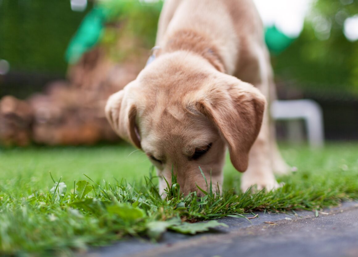 Waarom honden gras eten: zo voorkom je overgeven
