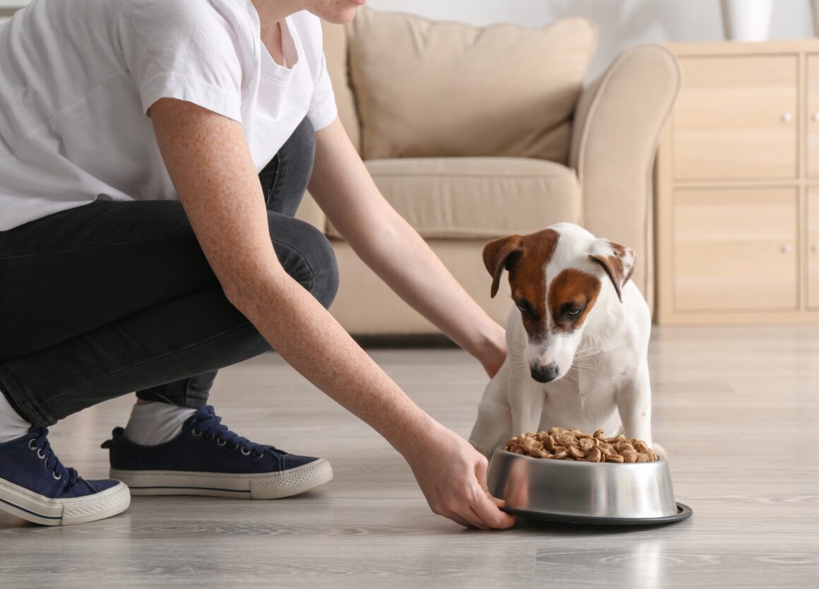 Waarom honden gras eten: denk aan het juiste hondenvoer