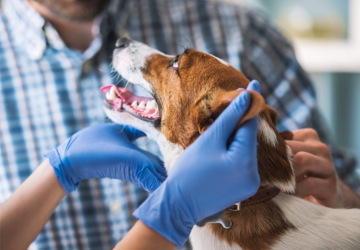 Hond bij dierenarts met hersenvliesontsteking