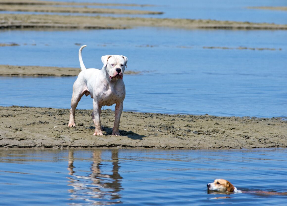 Hond leren zwemmen moet je rustig opbouwen