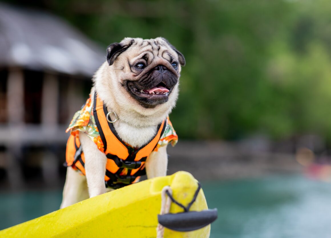 Hond leren zwemmen met een reddingsvest