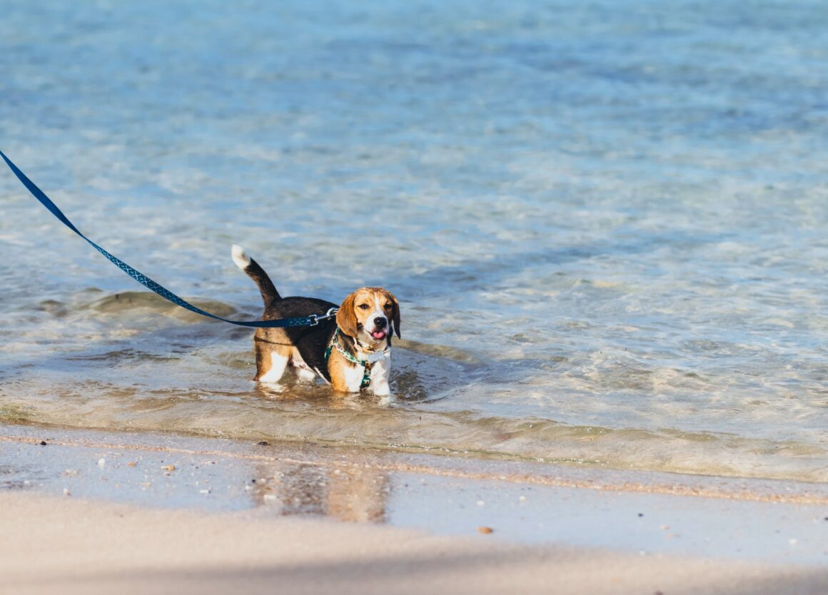 Hond leren zwemmen met een veilige riem en halsband