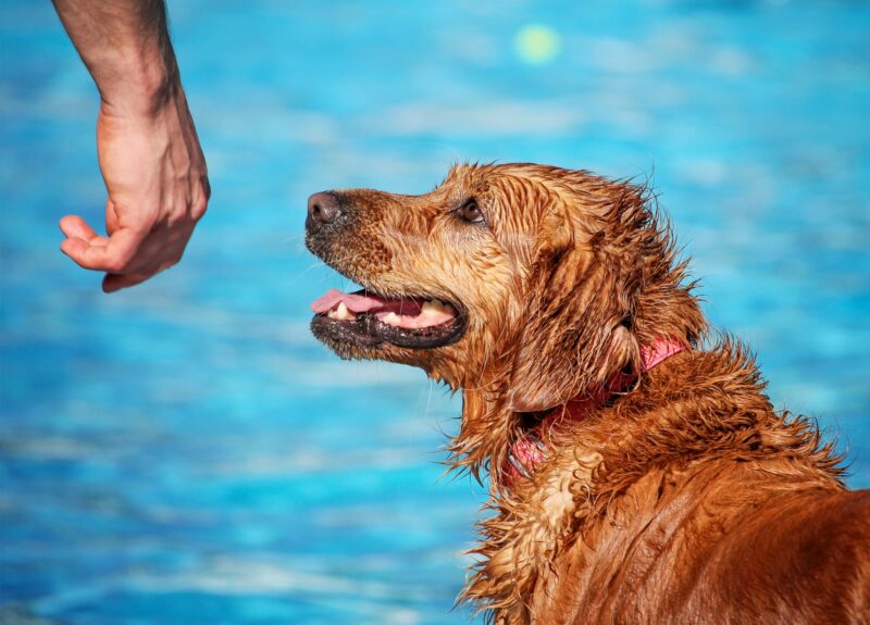 Veilig een hond leren zwemmen doe je in deze 4 stappen