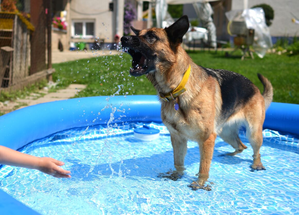 Hond leren zwemmen in een opblaasbare zwembad