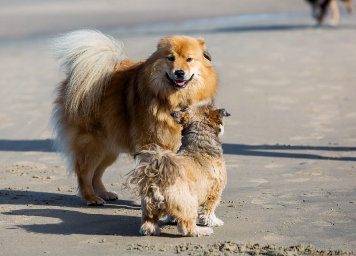 Een hond socialiseren met een andere hond