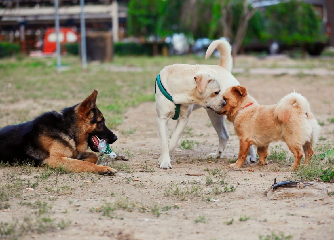 Een hond socialiseren zal ook toenadering zelf zoeken