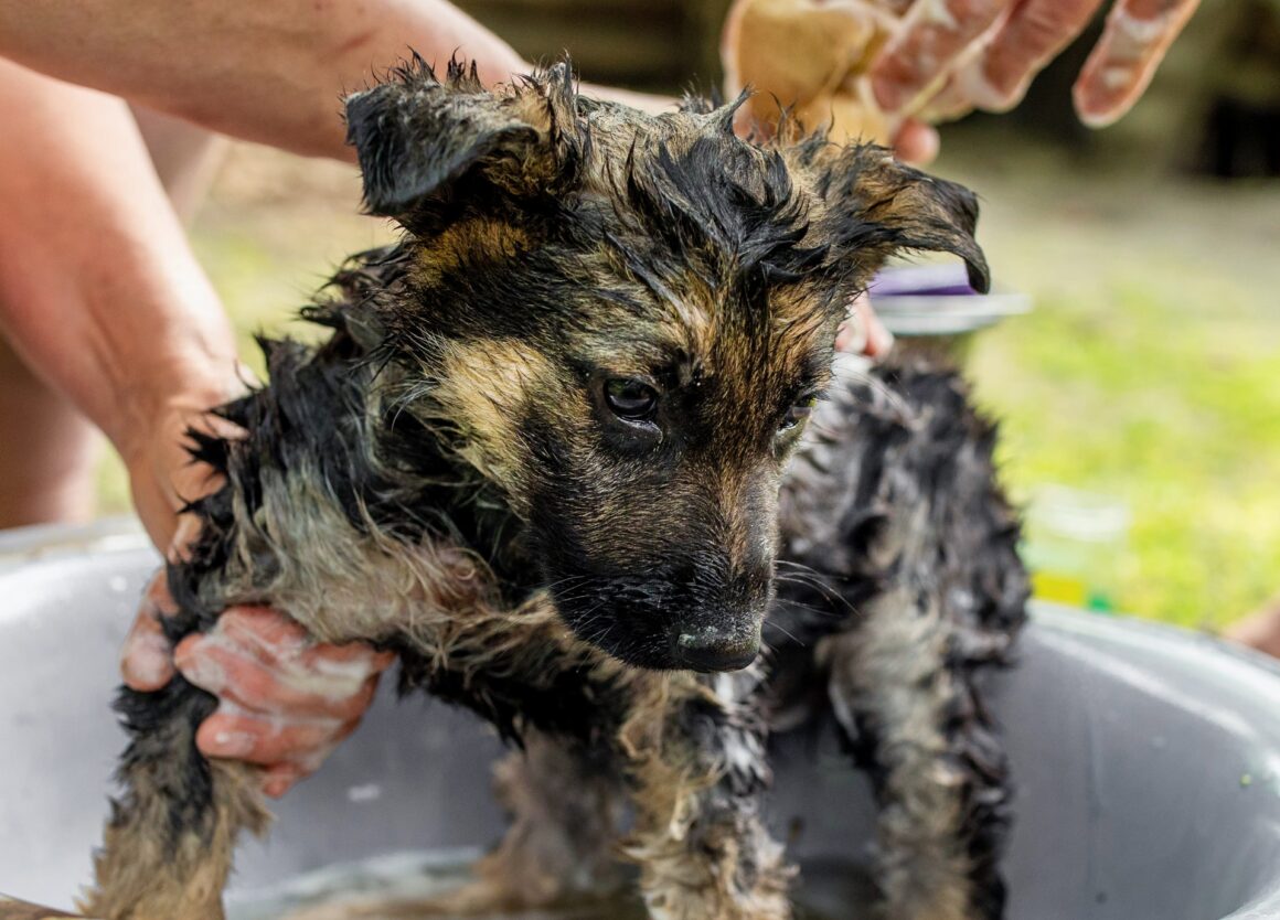 Mijn hond stinkt: wat kan ik hier aan doen?