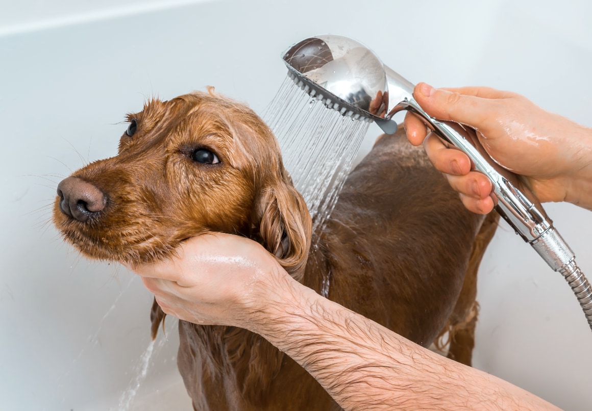 Shampoo uitspoelen bij hond