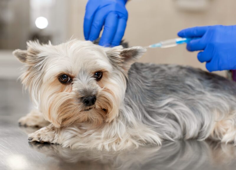 Dit is waarom een hond vaccineren zo belangrijk is