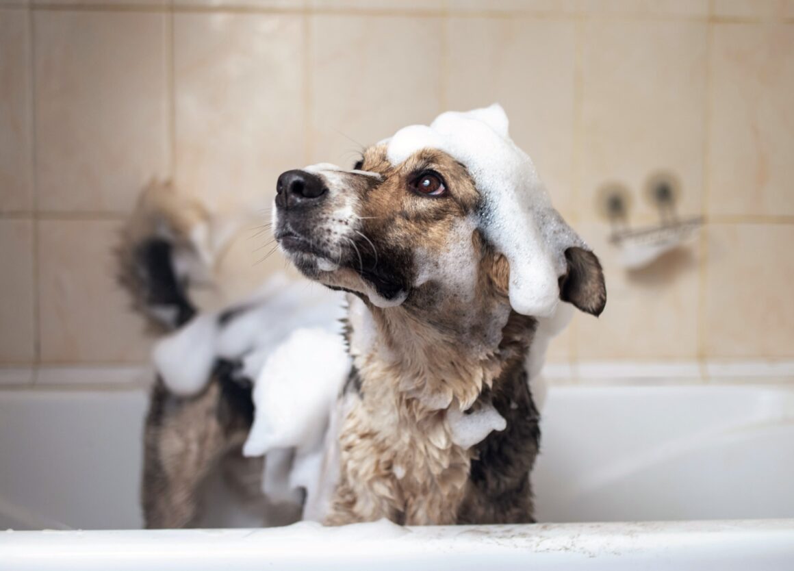 Kan ik mijn hond wassen met babyshampoo?