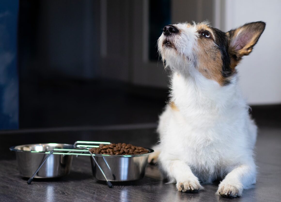 Mijn hond wil niet eten: wat kan de oorzaak zijn?
