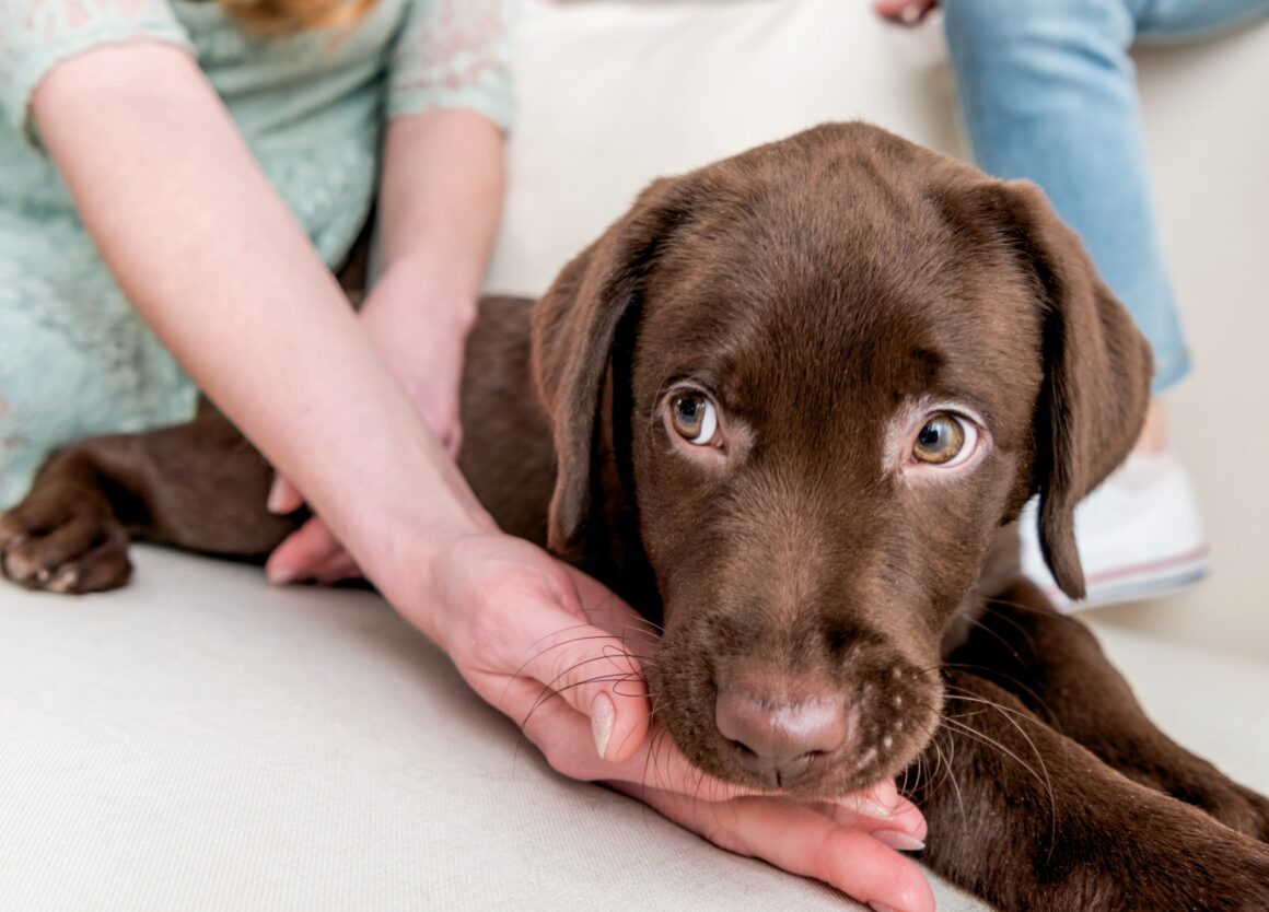 Dit zijn de 7 leukste honden voor beginners
