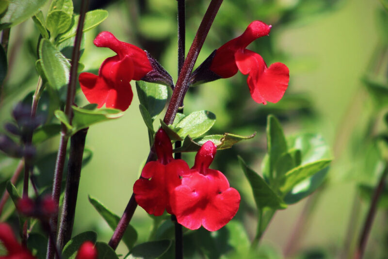 Honingmeloensalie–salvia elegans honey melon 1