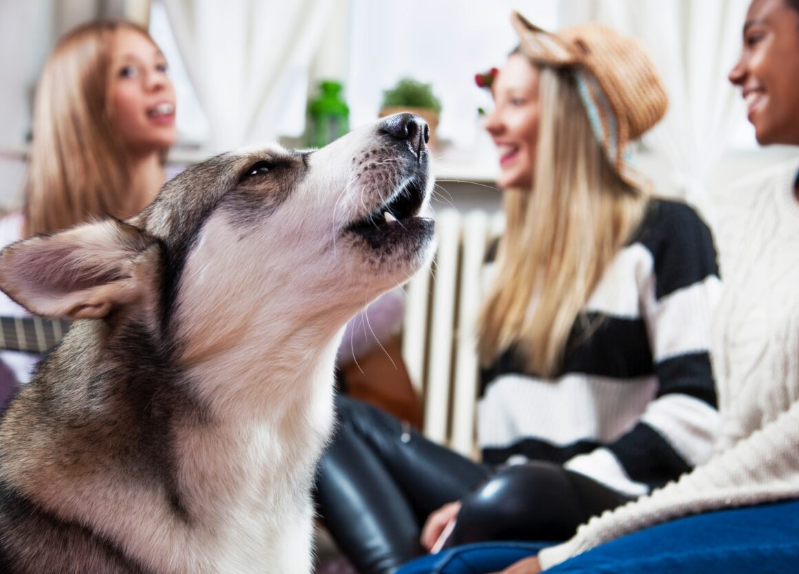 Een huilende hond? Waarom en hoe leer je het af?