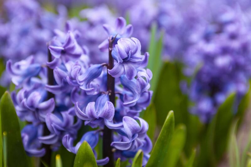 Hyacint planten verzorgen ws01v04 69802937