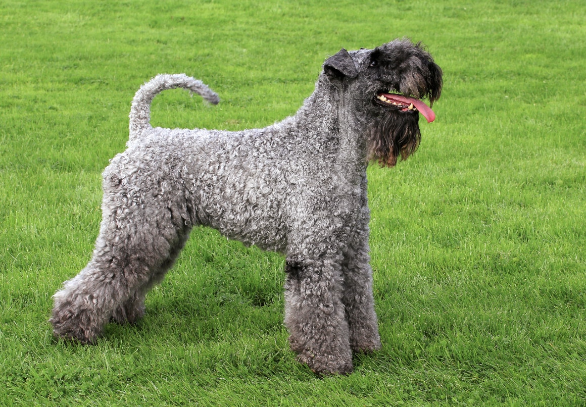 Hypoallergene hond Kerry Blue-Terriër