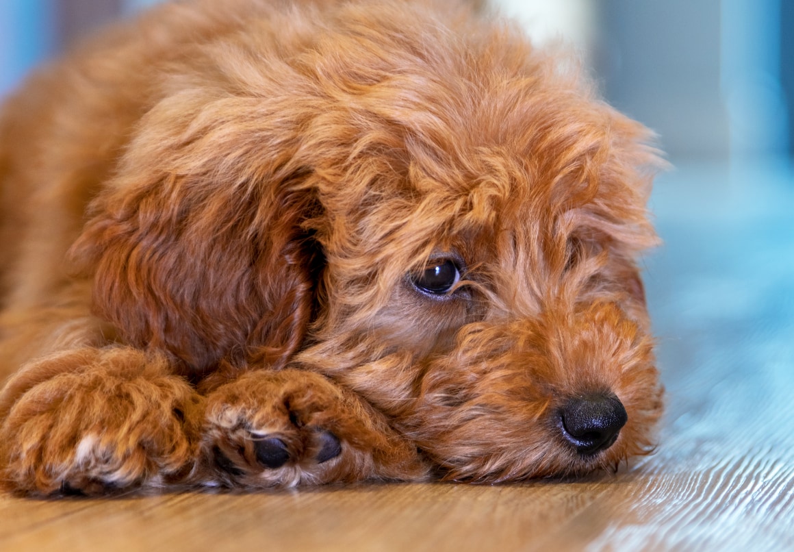 Hypoallergene hond Labradoodle