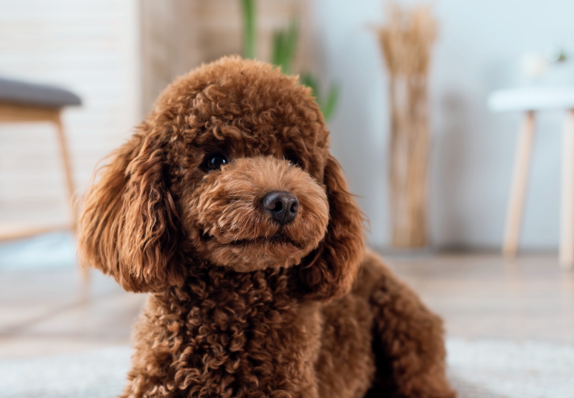 Hypoallergene hond Poedel
