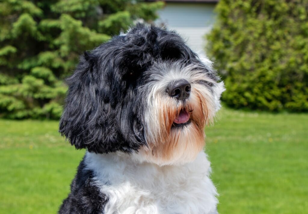 Hypoallergene hond Portugese Waterhond