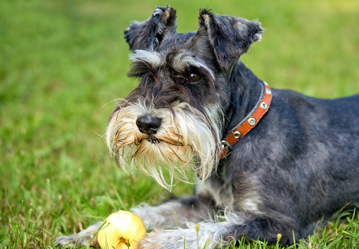 Hypoallergene hond Schnauzer