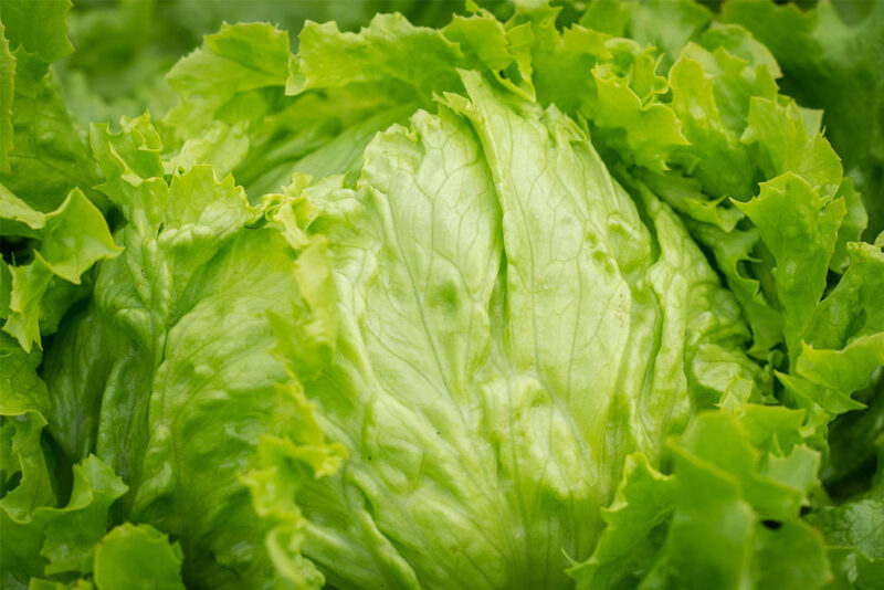 Ijsbergsla–lactuca sativa ijsla 1