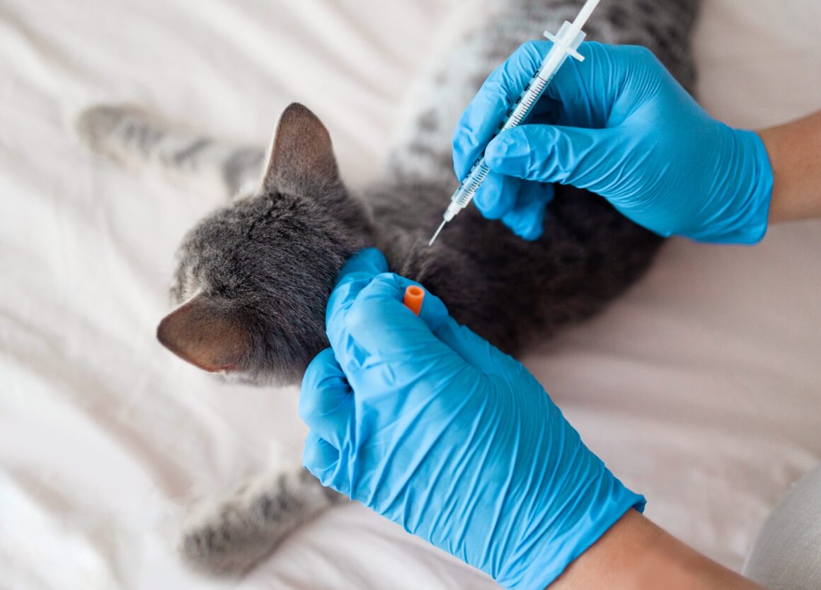 Inentingen voor kittens: welke vaccinaties zijn nodig?