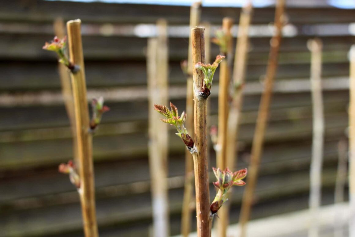 Aangeplante frambozen in het voorjaar