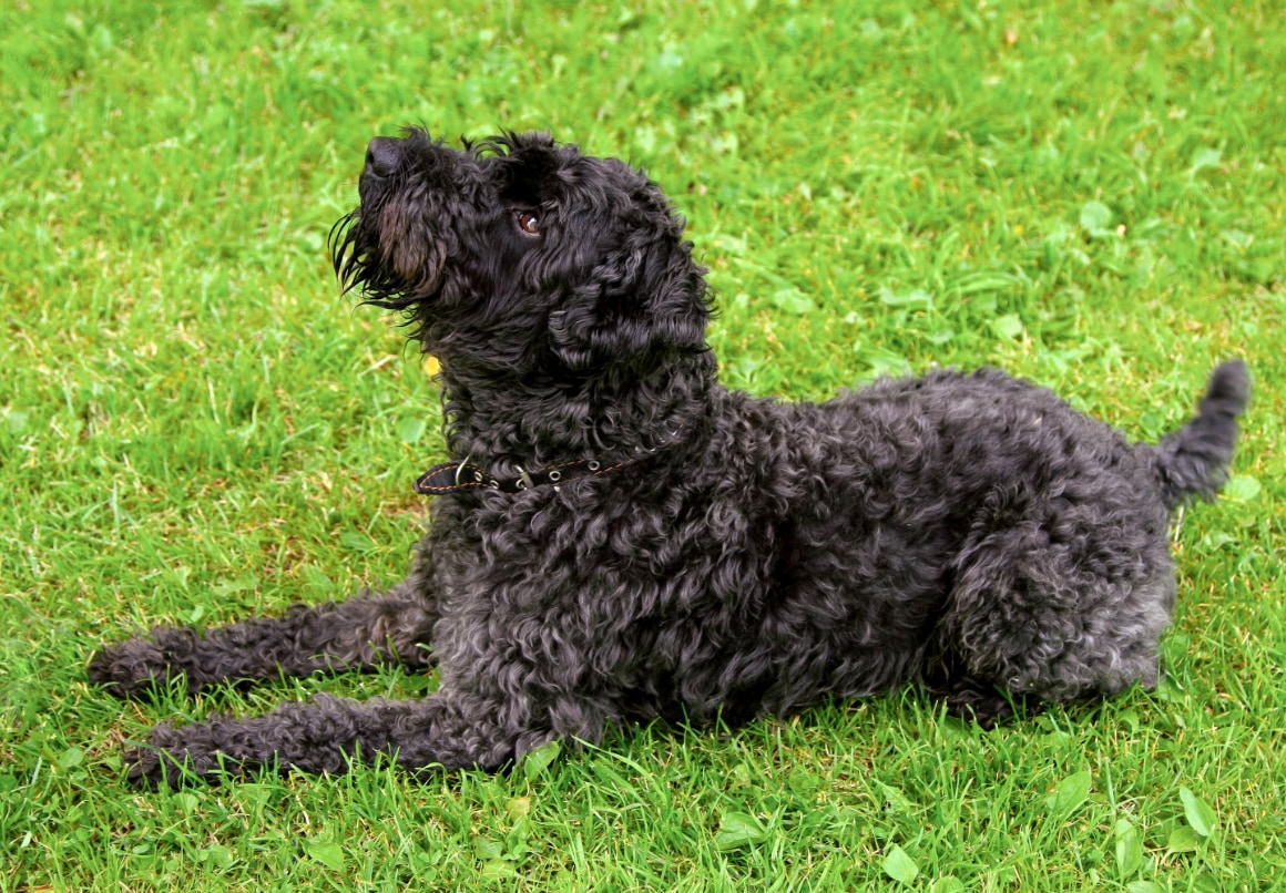 Kerry Blue Terriër pup buiten in het gras