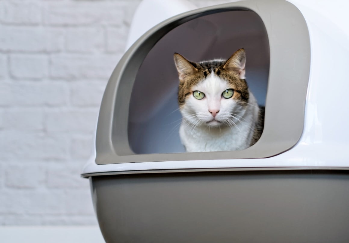 Kies voor de juiste kattenbak en kattenbakvulling