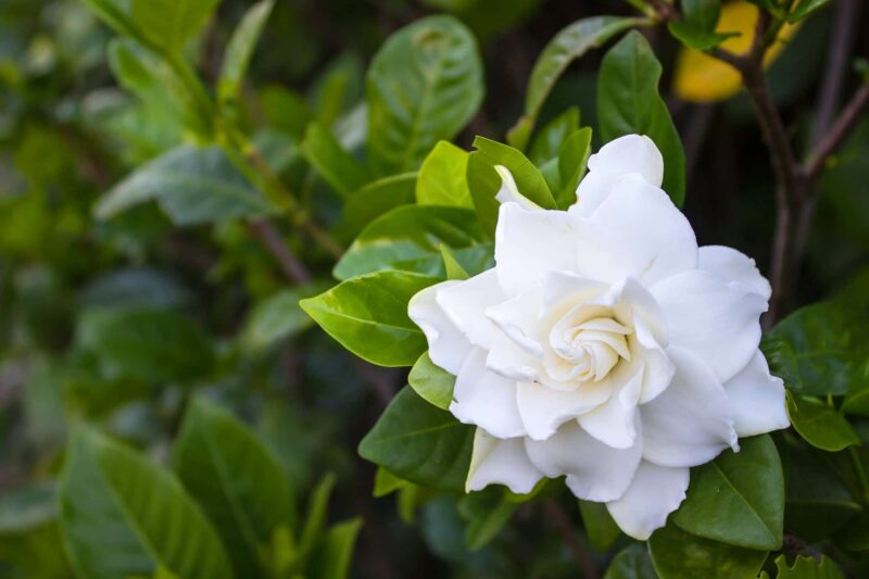 Kaapse jasmijn gardenia planten verzorgen ws01v01 501234446