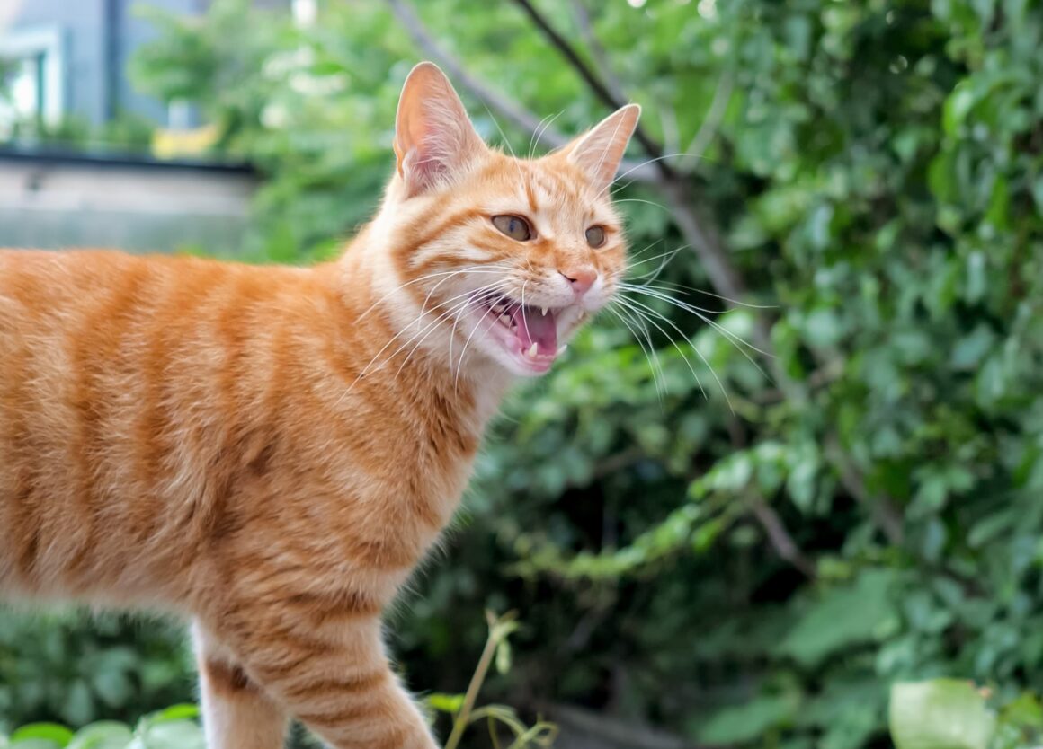 Mijn kat blijft miauwen: wat is daar de oorzaak van?