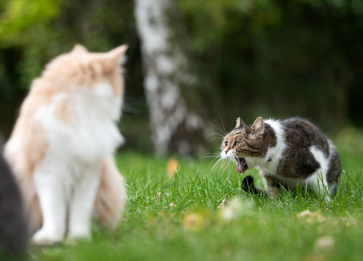 Kat blijft overgeven: wat is hier de oorzaak van?