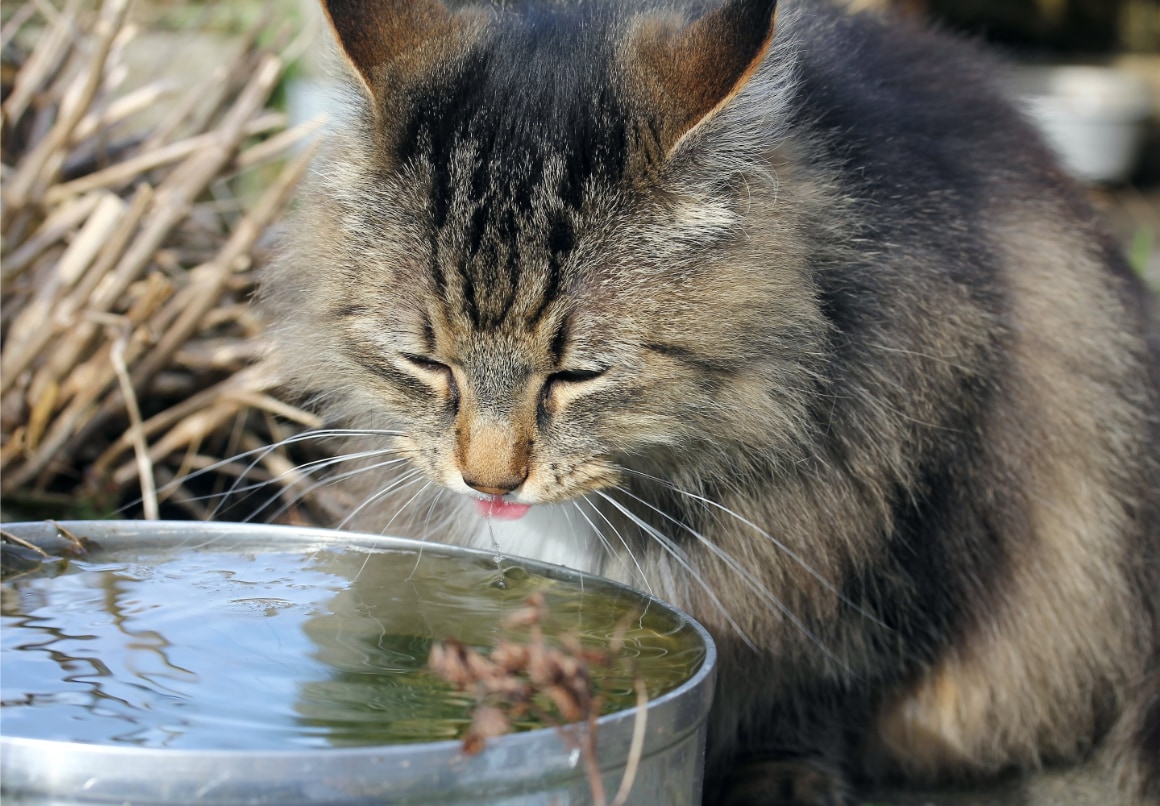 Kat drinkt buiten veel water