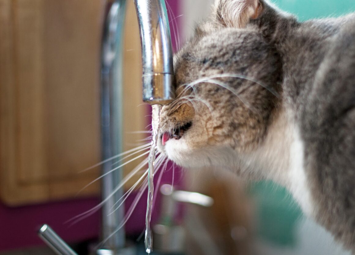 Kat drinkt veel: moet ik mij zorgen maken?