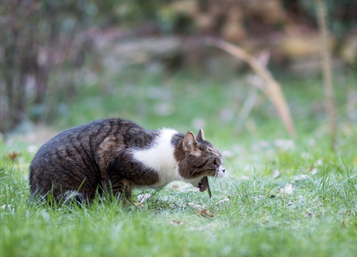 Kat geeft bloed over: wat kan de oorzaak zijn?