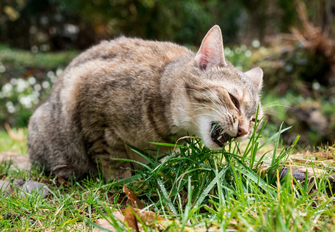 Kat die overgeeft eet gras