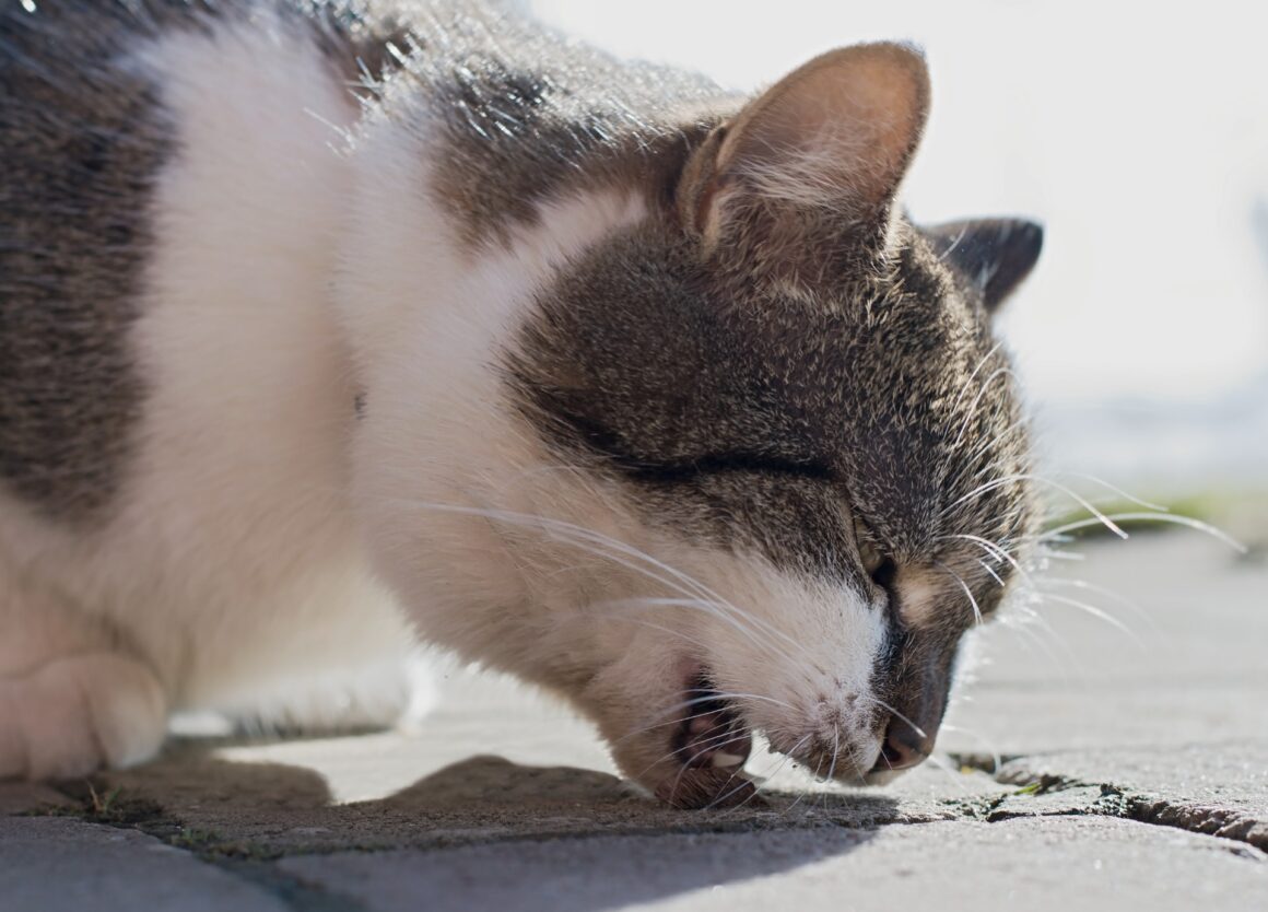 Mijn kat geeft over: dit zijn 5 mogelijke oorzaken