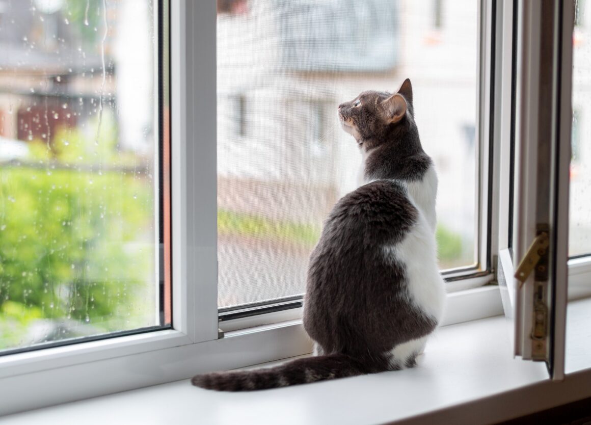 Is een kat geschikt voor een appartement?