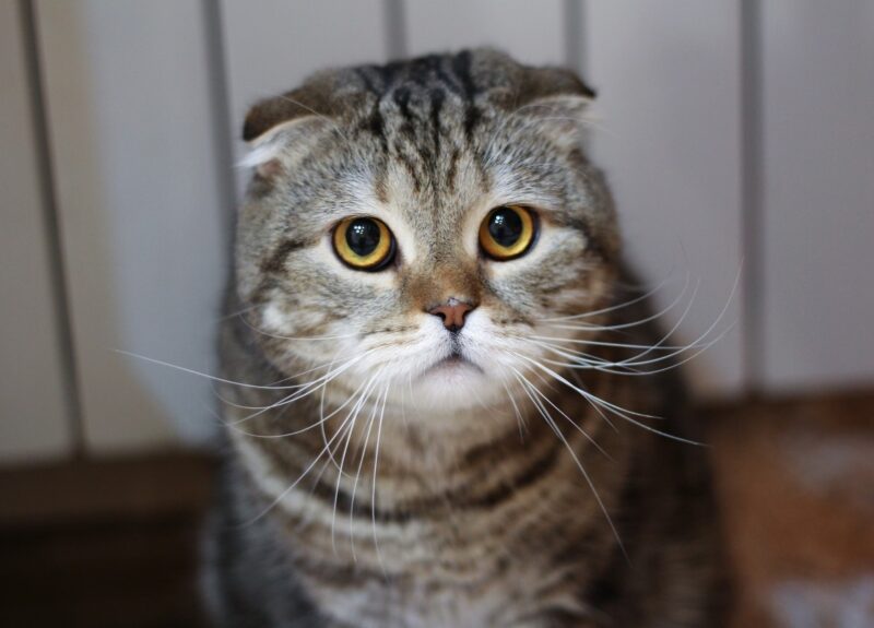 Mijn kat heeft grote pupillen: welke oorzaak kan dit hebben?