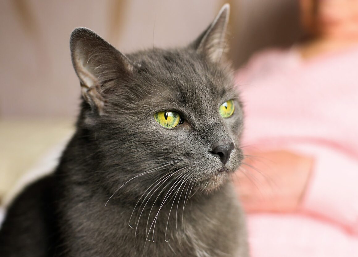 Hoe oud wordt een kat in mensenjaren?