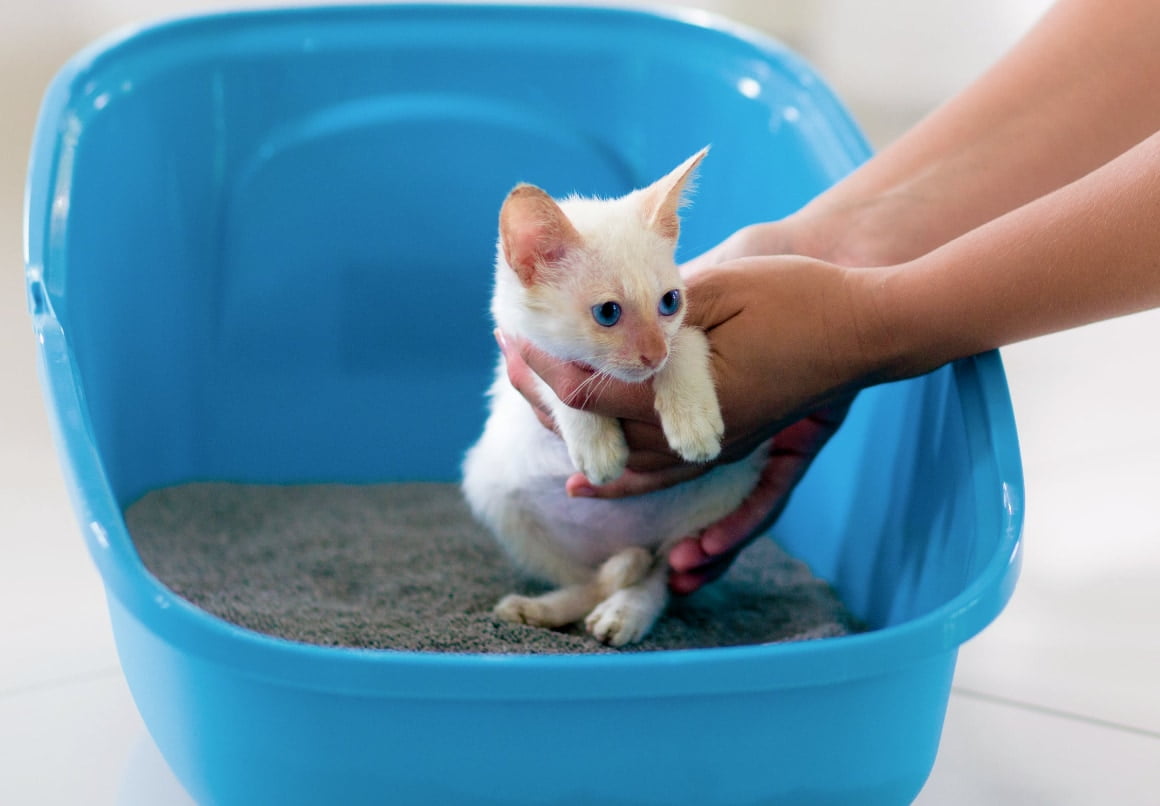 Kat op kattenbak zetten