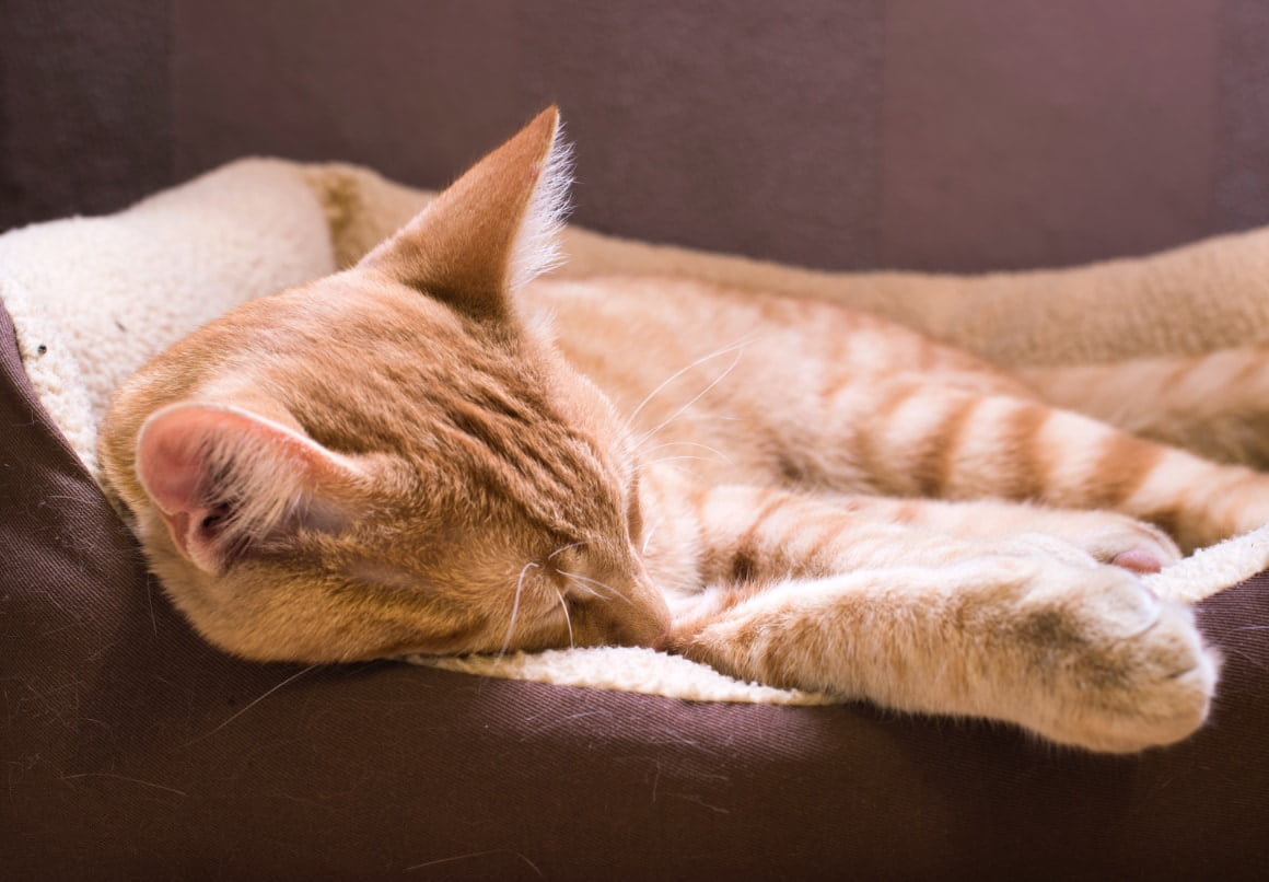 Kat slapen in een kattenmand