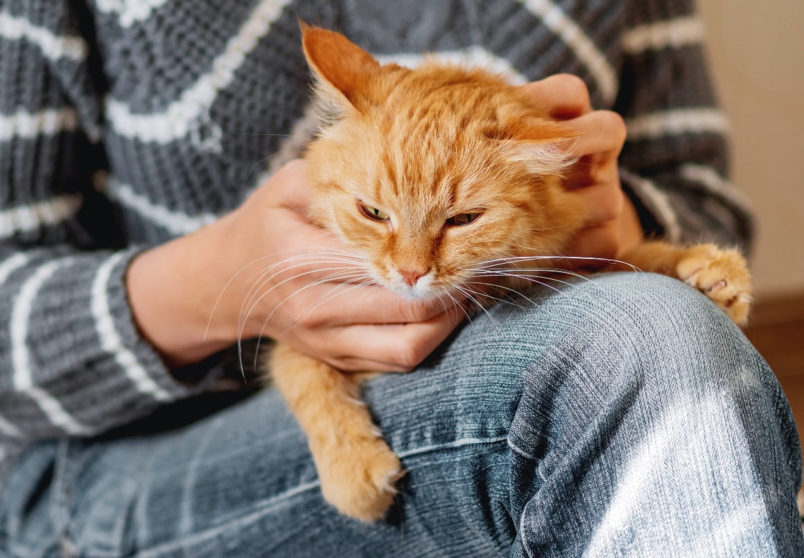 Kat spinnen bij baasje op bank