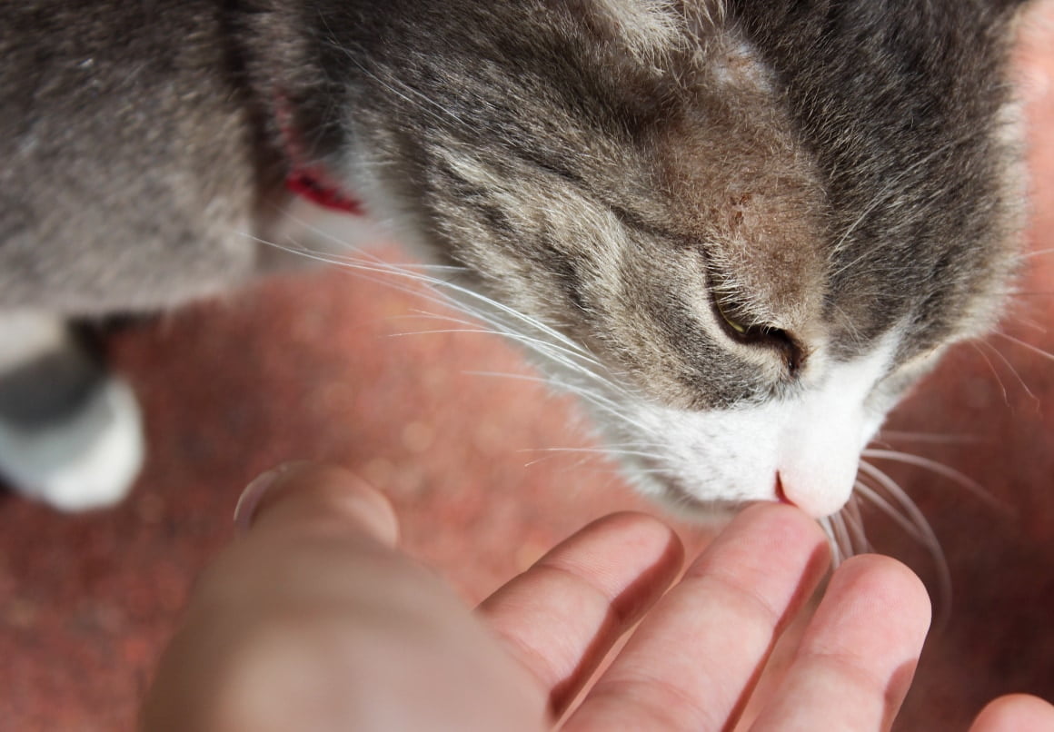 Kat spint voor eten of snack