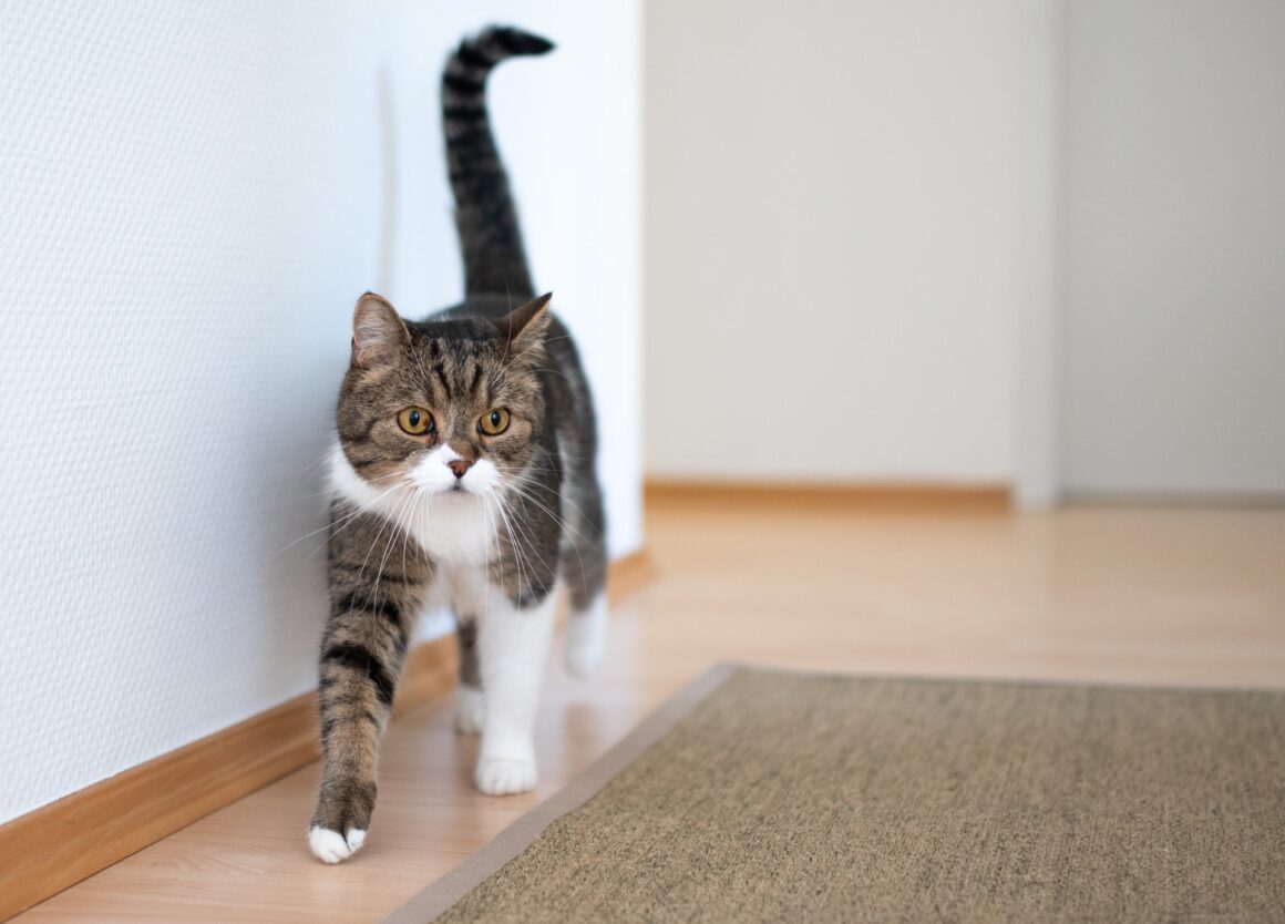 Dit is waarom een kat trilt met zijn staart