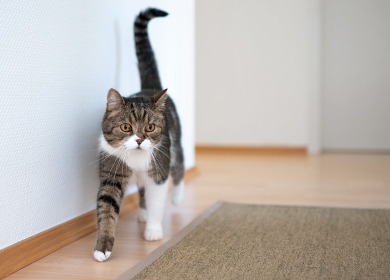 Dit is waarom een kat trilt met zijn staart