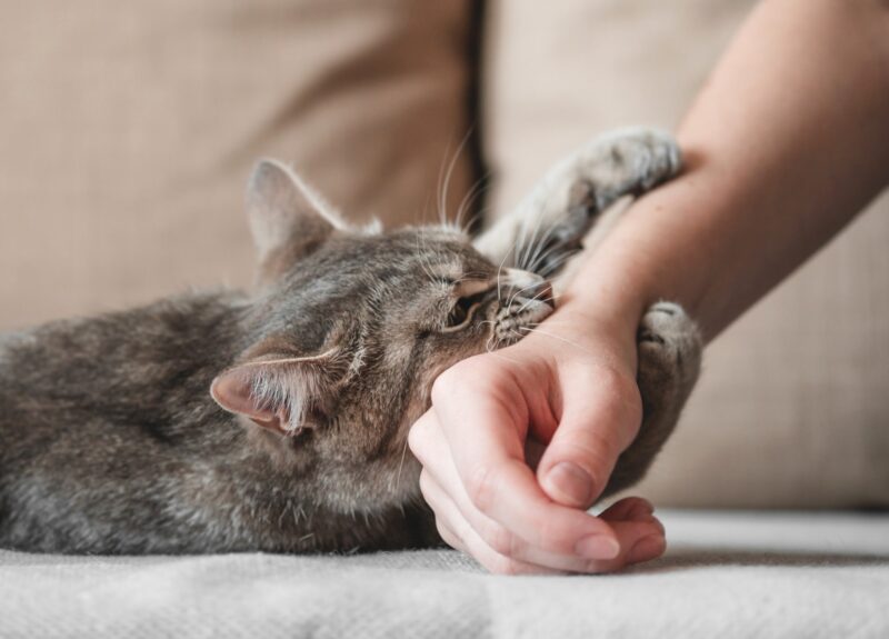 Mijn kat valt aan: wat kan ik daar aan doen?