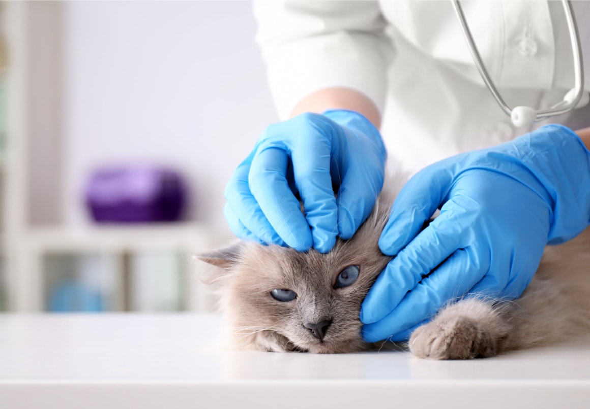 Kat onderzoek bij dierenarts voor diabetes bij veel drinken